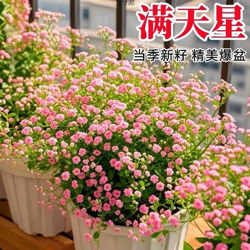 Double-Petaled Colorful Baby's Breath Seeds Bloom in All Seasons and Explode in Pots on the Balcony. Lazy Potted Indoor and Outdoor Ornamental Flower Seeds