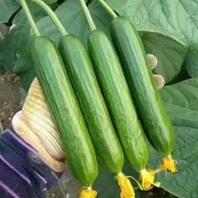 Cucumber Seedlings, Fruit Cucumber Seedlings, Potted Seedlings, Grafted Cucumber Seedlings, Four-Season Balcony Cucumber Seedlings, Vegetable Seedlings