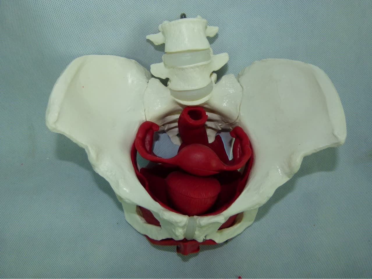 Female pelvic pedicle pelvic floor muscle model female pelvic structure bladder pelvic floor muscle model two lumbar vertebrae
