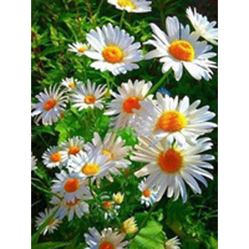 New 5D Diamond Painting Floral Daisy Rhinestone Embroidery Decorative Art Full Drill Wholesale for AliExpress Amazon