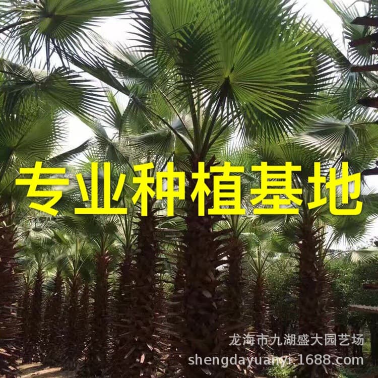 Jiangsu Washingtonia Palm Quotation, Zhejiang Washingtonia Palm Price, Washingtonia Palm Supply, Fujian Washingtonia Palm Wholesale