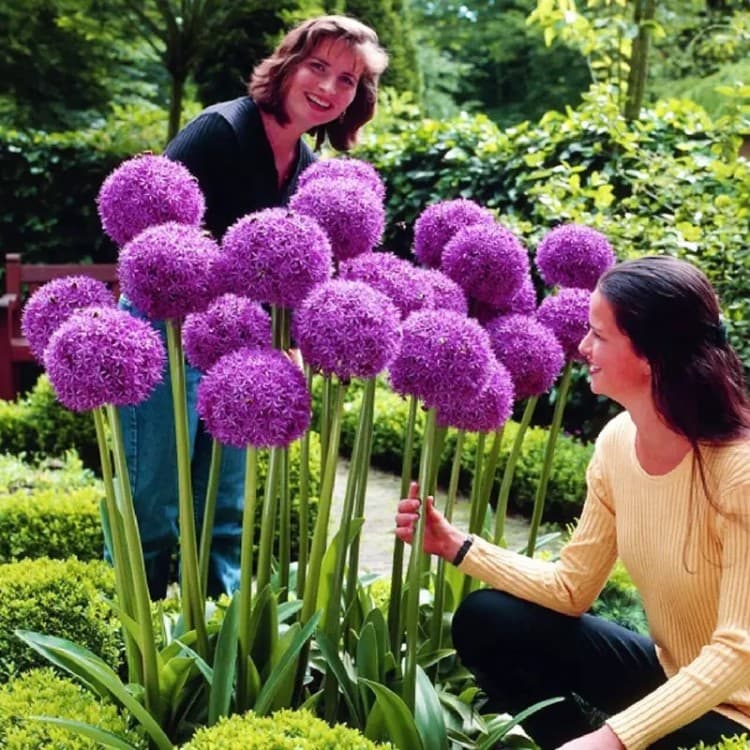 Cross-border small pack seeds: Giant Onion seeds, perennial blue onion seeds, garden potted flower seeds, easy to grow