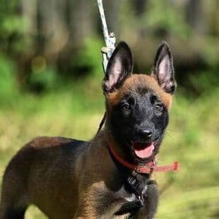 Purebred Belgian Malinois Shepherd Dog Medium-Sized Explosion-Proof Dog Guard Dog Working Dog Pet Live Dog Companion Dog