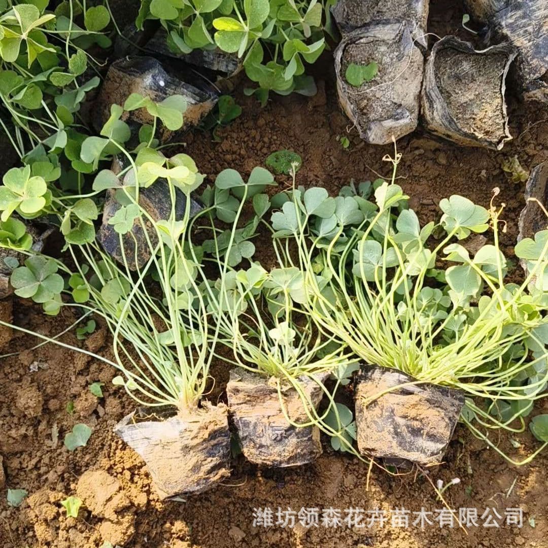 Red Oxalis Clover Lucky Clover Seedlings Lawn Road Greening Four-Season Planting Easy to Grow