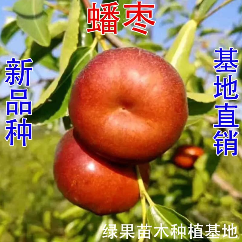Grafted Jujube Seedlings, Pan Jujube Tree Seedlings, Pan Jujube Seedlings, Fruit Tree Seedlings for Southern and Northern Planting, Jujube Seedlings, Jujube Tree Seedlings