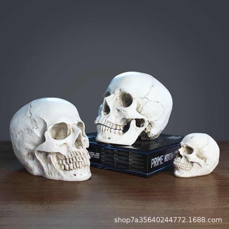 Craft Sketch Medical Model Ornament White Skull Resin Skeleton Head Muscle Plaster Cast Teaching Model