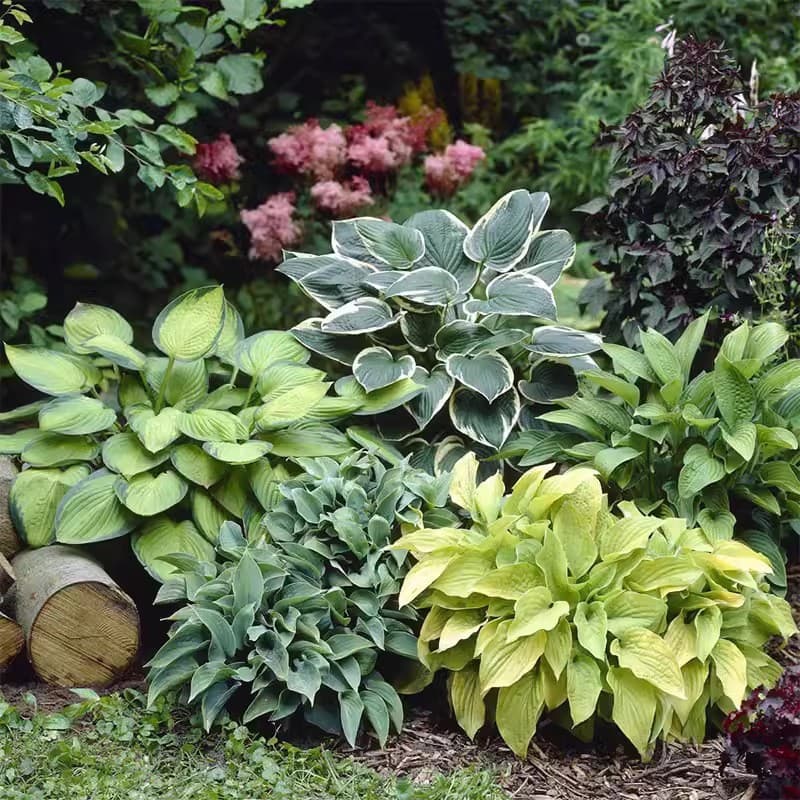 [Cross-border Supply] Colorful Hosta Seeds Hosta Flower Seeds Potted Flower Seeds White Crane Flower Hosta Seeds