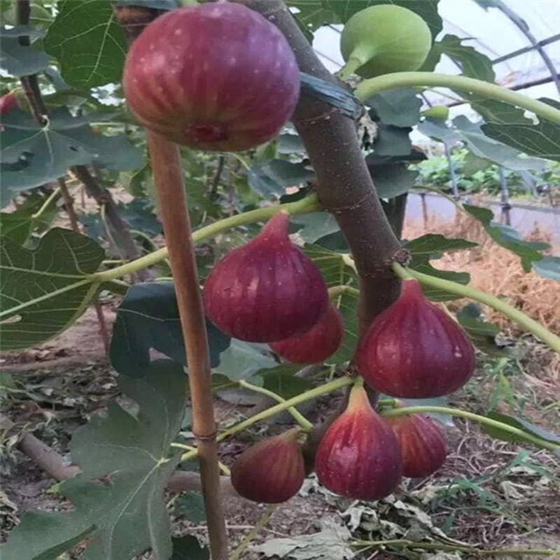 Brown Turkey Fig Tree Seedling New Four-Season Fruit Seedling Potted Fig Tree Bears Fruit Same Year