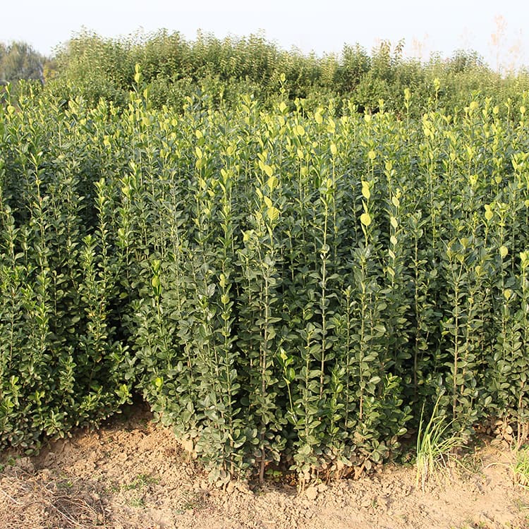 Hokkaido Boxwood Base Wholesale, Garden Hedge Hokkaido Boxwood, Municipal Landscape Engineering Greening Plants
