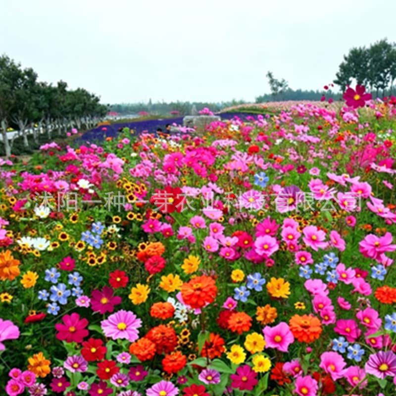 Easy-to-grow flower seed mix for all seasons: balsam, sunflower, portulaca, suitable for indoor and outdoor pots