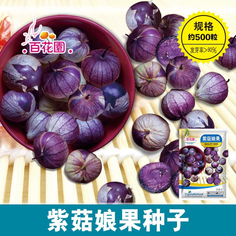 New Arrival Purple Physalis Fruit Northeast Acid Pulp Seeds, Lantern Fruit, Red Physalis, Yellow Physalis, Potted Fruit Seeds