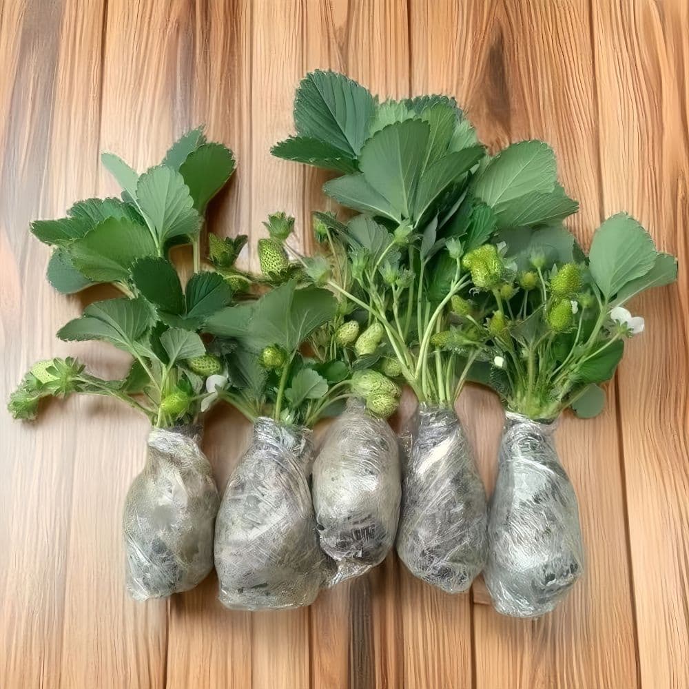 Strawberry Seedlings, All-Season Cream Strawberry Seedlings, Potted Plants for Home Balcony Planting, Ground Planting Fruit Tree Seedlings, Bear Fruit in the Same Year, Cold-Resistant