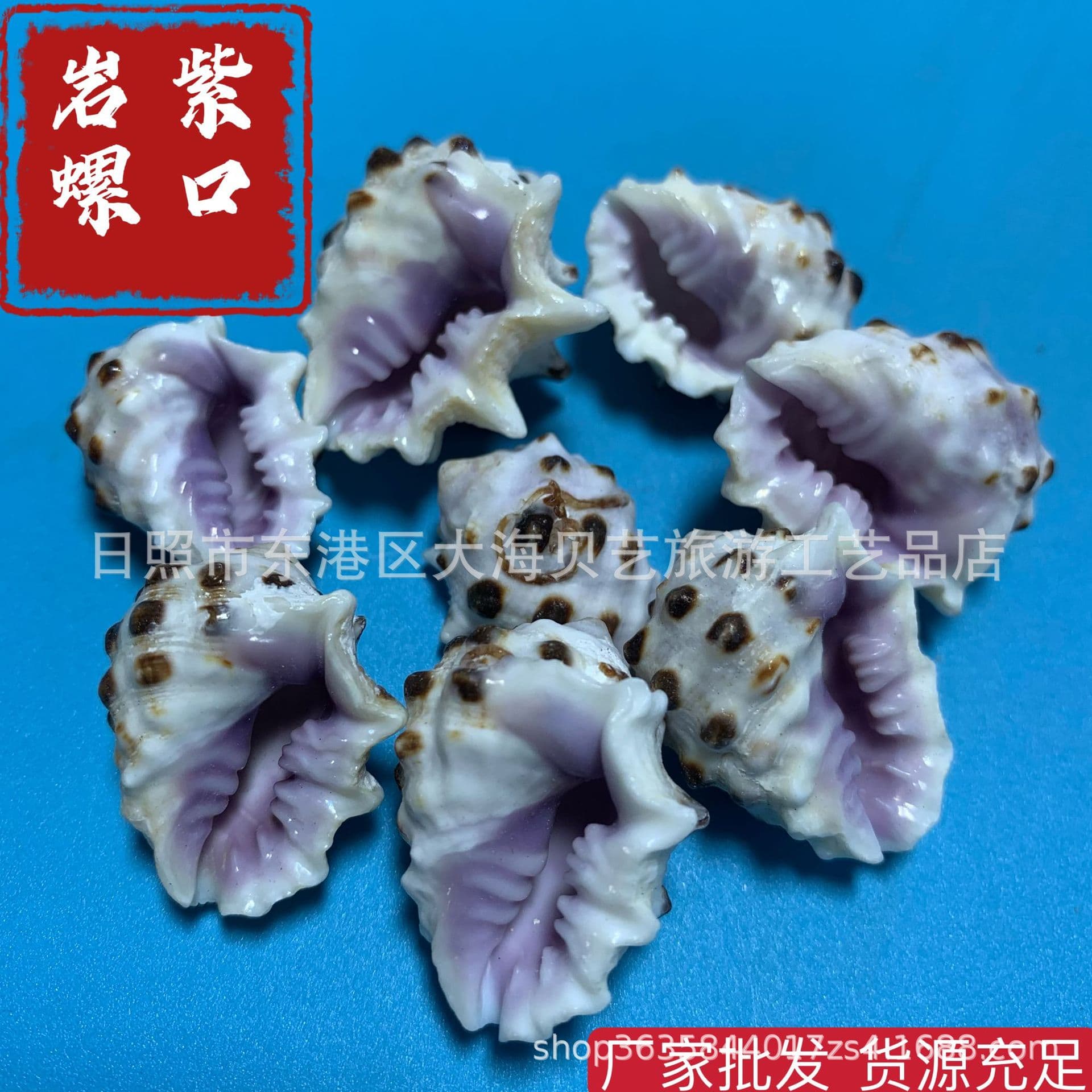 Purple Mouth Rock Shell Natural Shell Conch Aquarium Scaping Handicraft Making Manufacturer Wholesale
