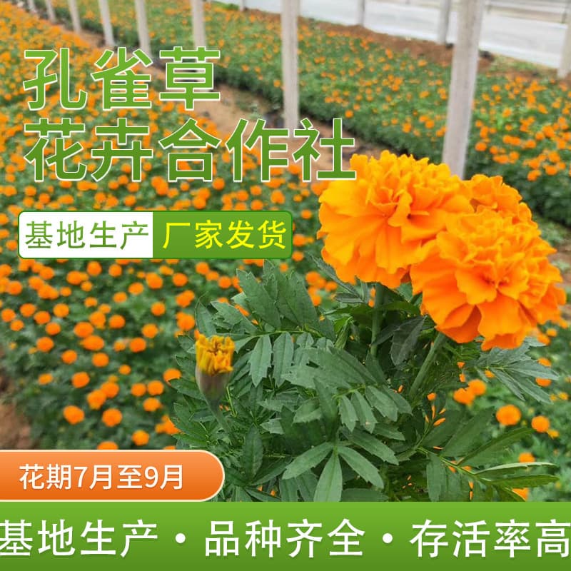 In-Stock Supply of Small Marigolds, Shandong Grass Flower Base Wholesale, Yellow Stink Chrysanthemum Base, Tagetes