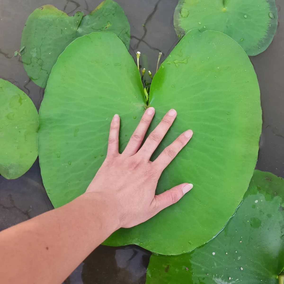 Duckweed, Round Duckweed, Belly Duckweed, Live Aquatic Plants Direct from Farm, One-Leaf Lotus, Red Rambutan, Rabbit Ear Duckweed, Aquatic Plant Wholesale