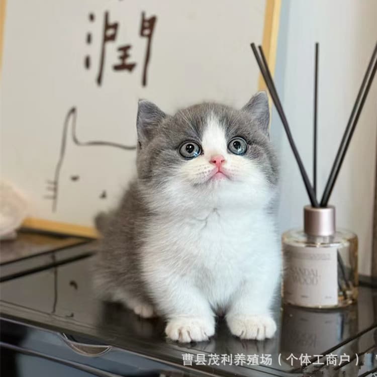 For Sale British Shorthair Cat Live Long-haired Blue and White Cat Short-legged Blue and White Cat Kittens Live Pure Blue and White Cat Kittens Live