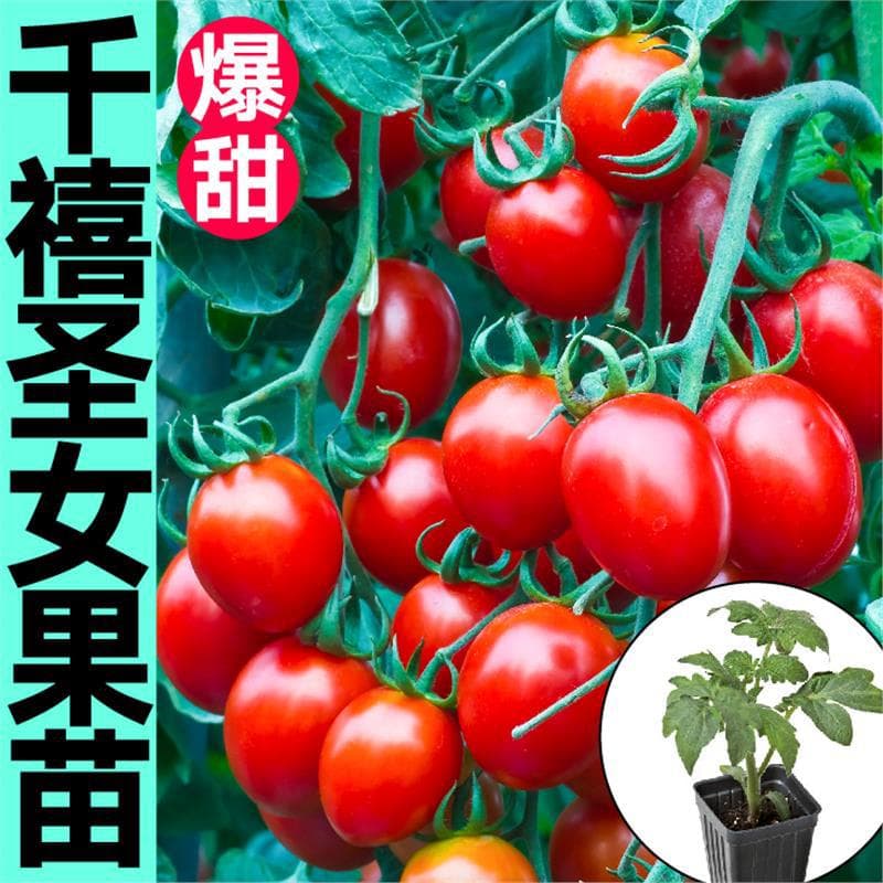 Super Sweet and Juicy Cherry Tomato Seedlings, Seeds, Red, Yellow, White, Millennium Small Tomatoes, Cherry Tomatoes, Potted Plants, All Seasons