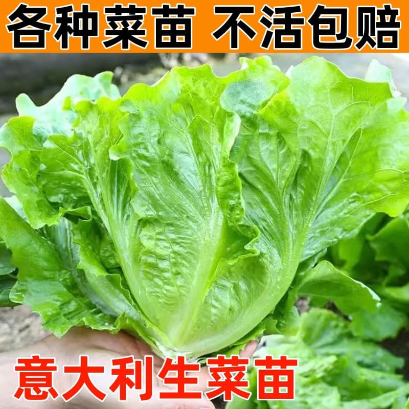 Italian Lettuce Seedlings, Vegetable Seedling Collection for Garden, Balcony, Potted Plants, Four-Season Planting, Chinese Cabbage, Baby Cabbage