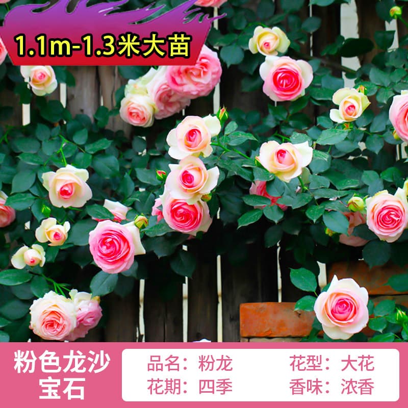 Pink Dragon Climbing Rose, Pink Dragon Wall Micro Flower Tree Seedling, Pink Salon Gem Large Bloom Rose