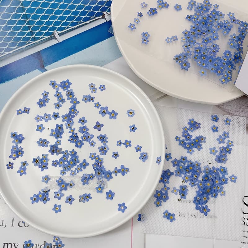 Wholesale Mini Forget-Me-Not Dried Flowers, Pressed Plant Specimens, Popular Nail Art Epoxy Decoration, DIY Materials