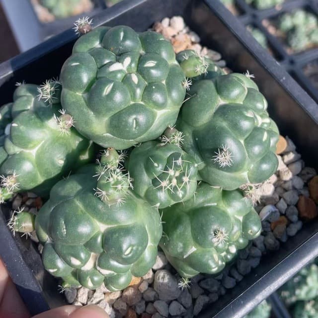Spineless Ivory Giant Multi-Head Cactus Self-Rooted Ivory Succulent Plant Direct Sale from Greenhouse
