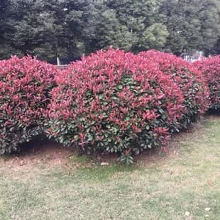 7 remaining 1.2m Red Photinia
