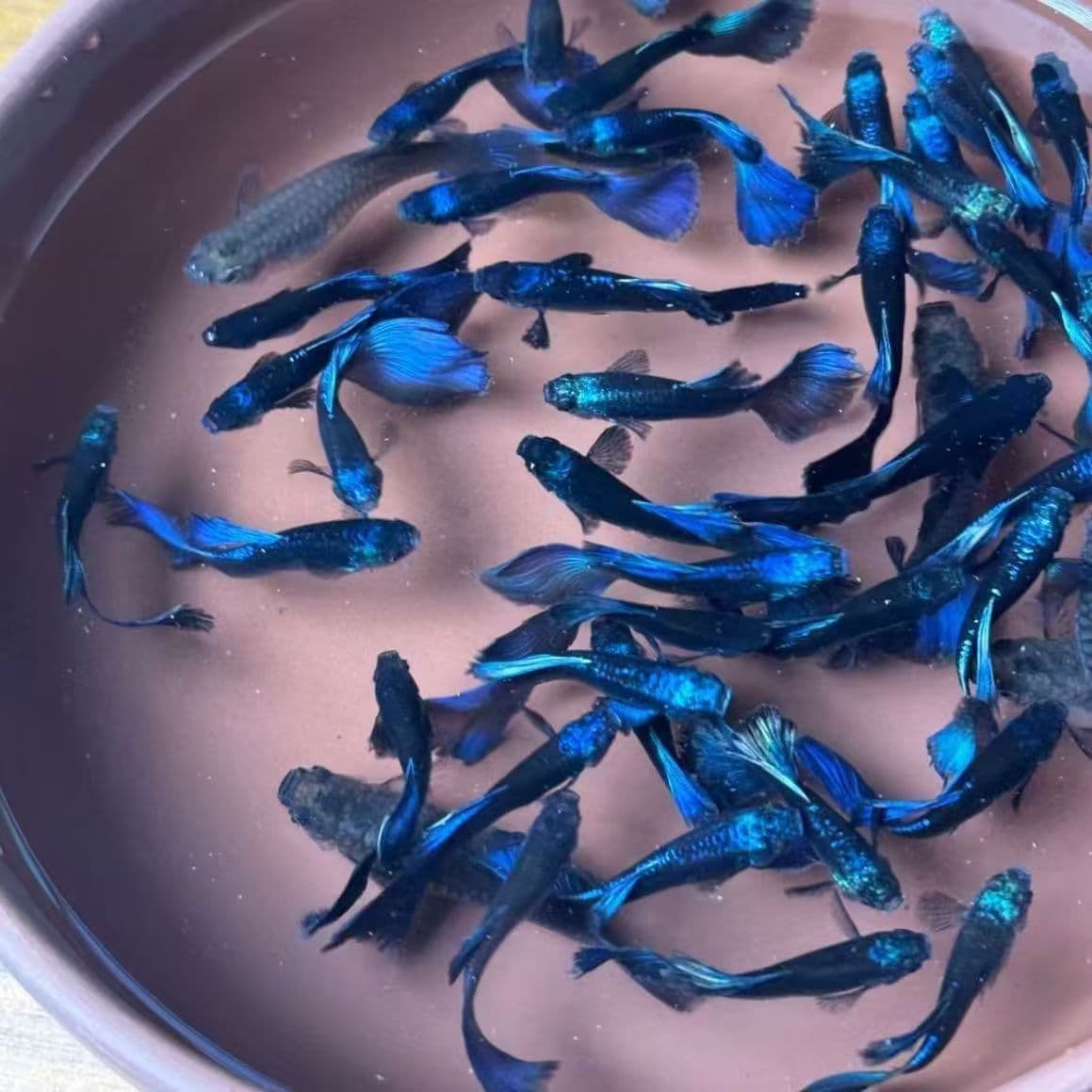 Ice Blue Guppy, Ink Blue Guppy, Blue Dress Guppy, Small Tropical Fish, Coral Blue Tail, Live Fish with Free Shipping