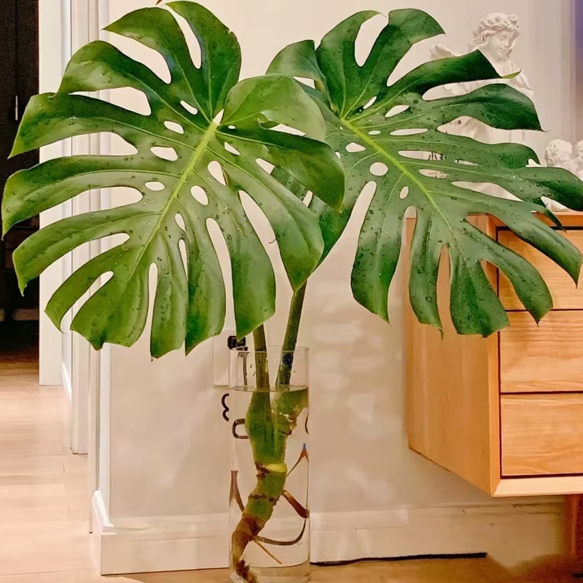 Hydroponic green plants with high appearance and low maintenance Hainan base old pile Monstera deliciosa hydroponic with roots open back old pile to purify the air