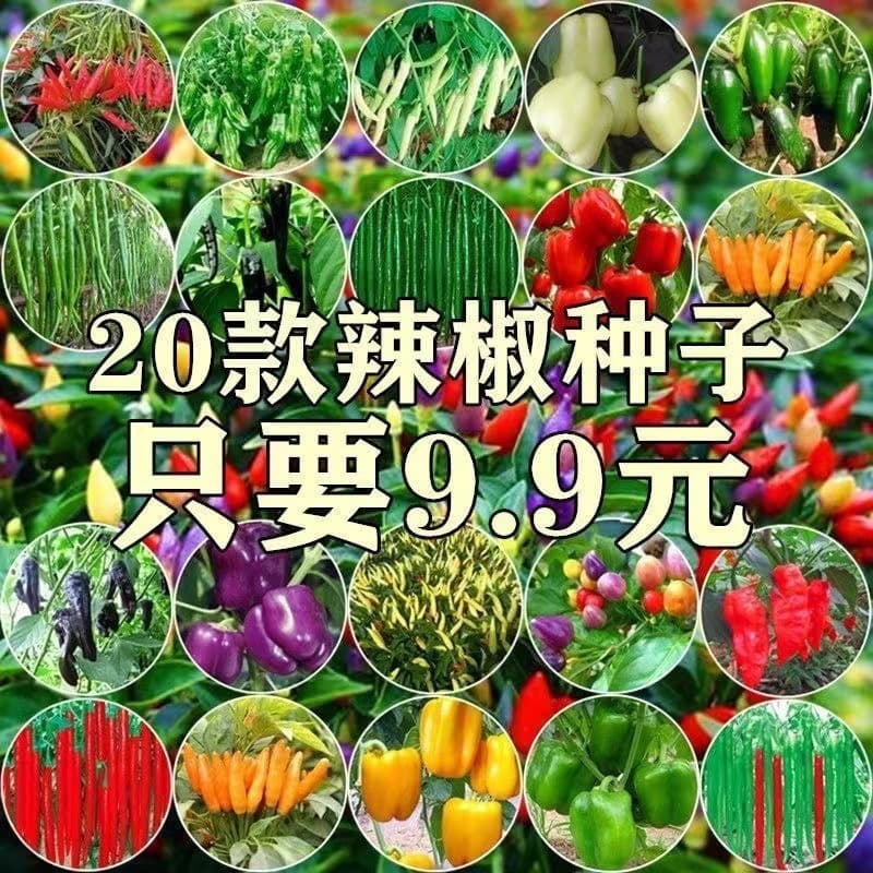 Chili Seeds - Four Seasons, Facing Sky Chili, Spiral Chili, Thin-Skin Green Chili, Line Chili Seeds - High-Yield Garden Potted Vegetable Seeds