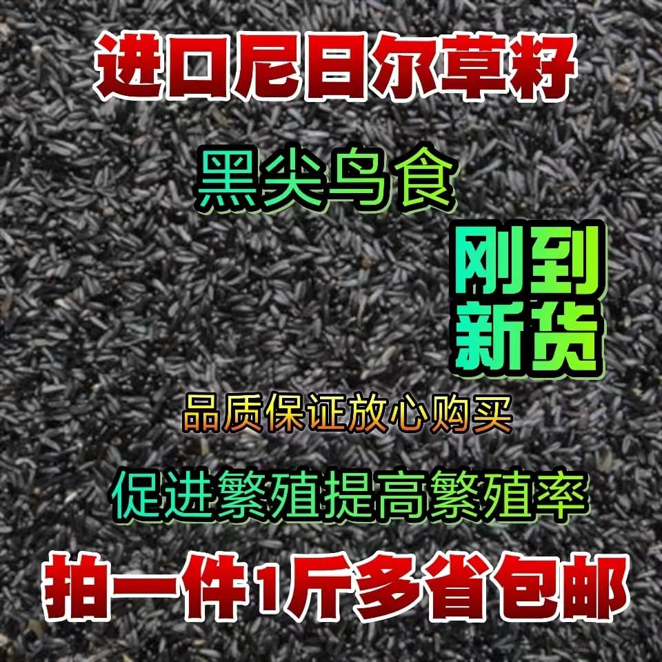 Niger Seed for Canaries Breeding Promotion Black Point Seed for Canaries