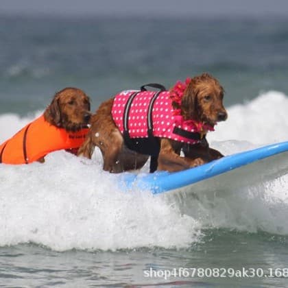 Cross-border spring and autumn dog life jackets, medium and large dog swimsuits, waterproof and windproof pet clothes, wholesale life jackets