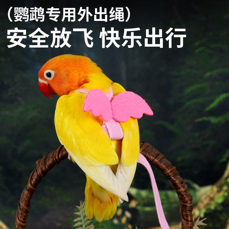 Bird Parrot Flight Harness for Cockatiel, Budgie, Lovebird, Flight Leash, Outdoor Walking Strap, Bird Supplies Toy