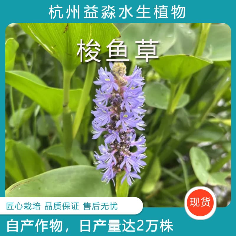 Base Aquatic Plants: Pickerelweed Foliage Plants, Aquatic Flowers Pickerelweed, Full Range of Varieties, Accepting Project Orders