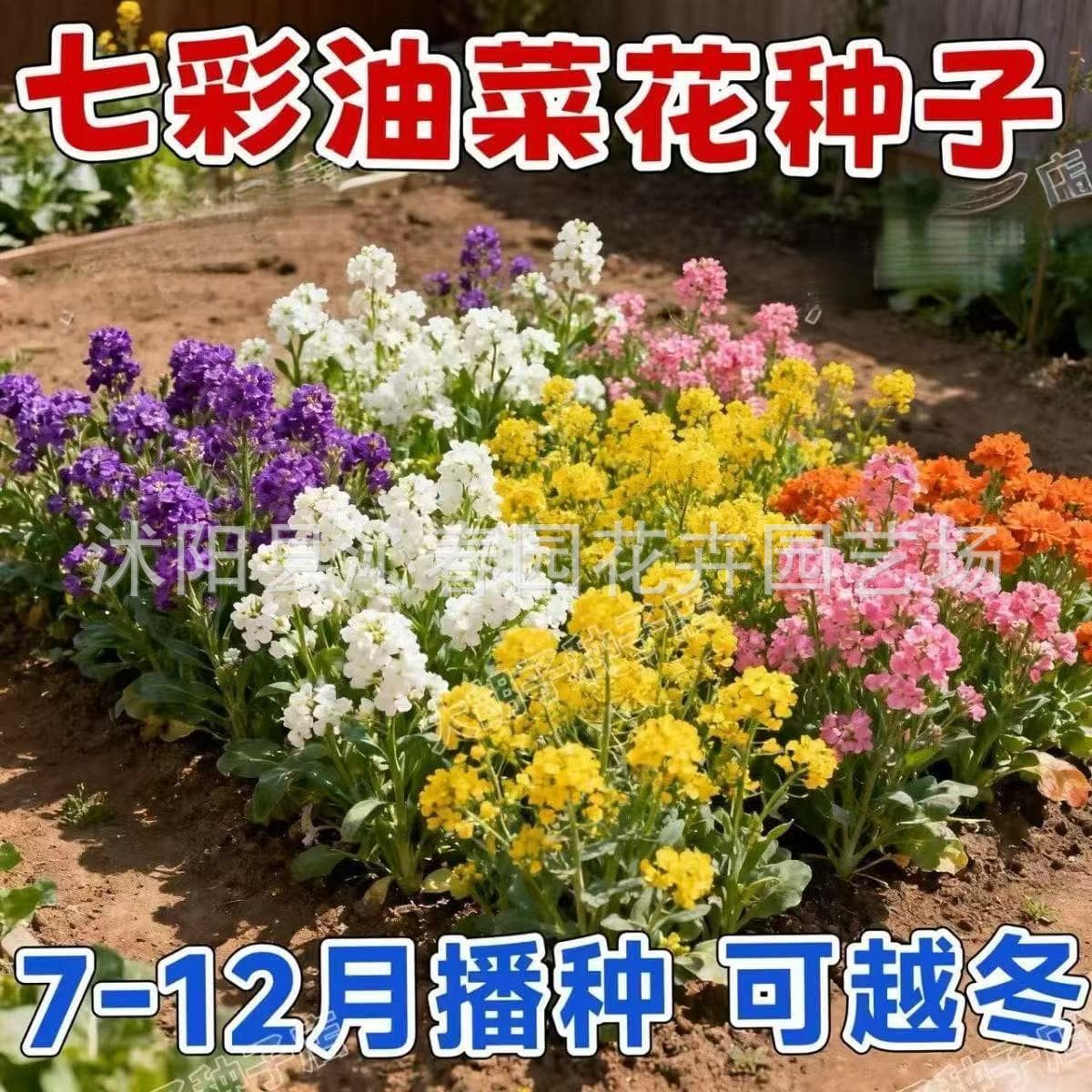 Colorful Rapeseed Flower Seeds, Multicolored Rapeseed, Yellow Rapeseed, Outdoor Garden Landscape Flower Sea, Flower Seeds, Grass Seeds