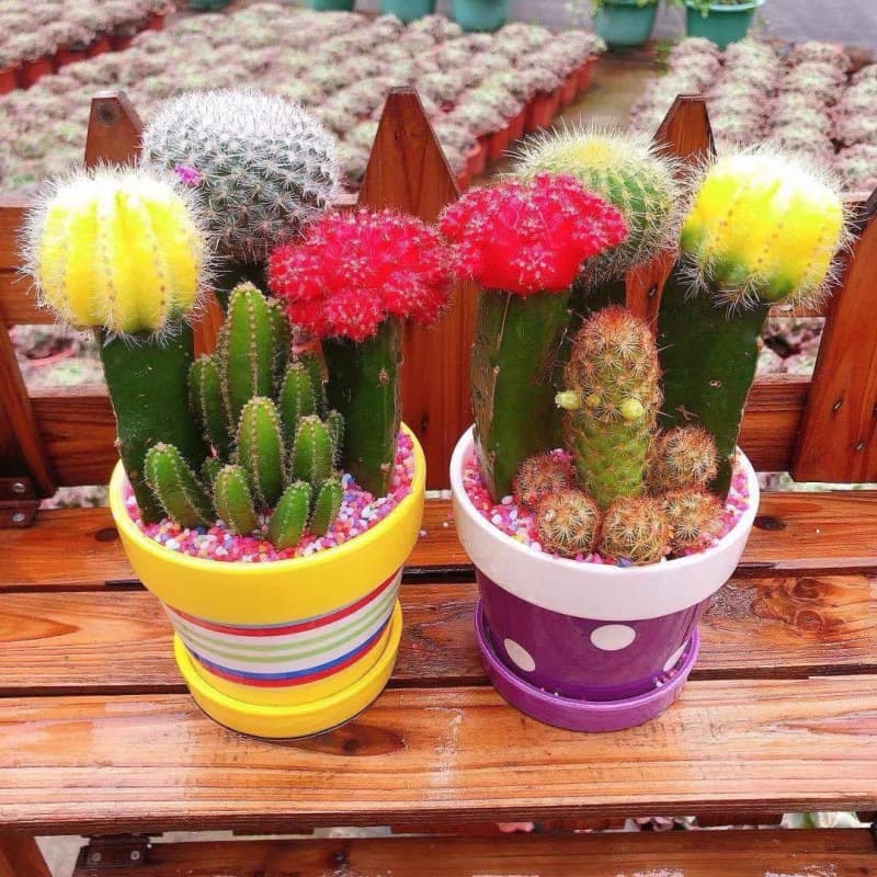 Colorful cactus, auspicious tricolor combination, large flowering succulent potted plant, office desktop greenery