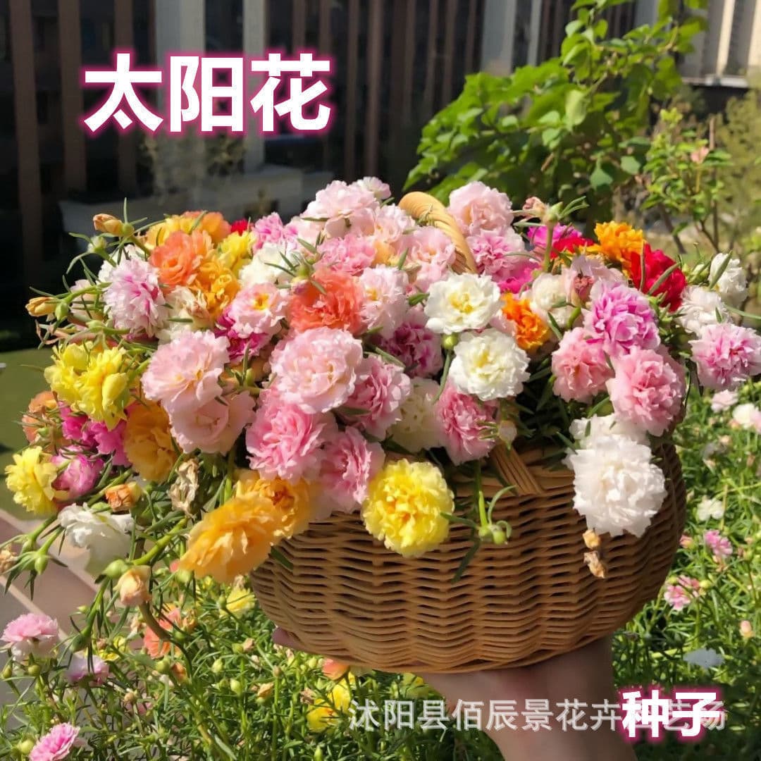 Sunflower Seeds, Pine Leaf, Peony, Half Lotus, Easy to Grow in All Seasons, Double-petaled Single-petal Mixed Colorful Flower Seeds Wholesale