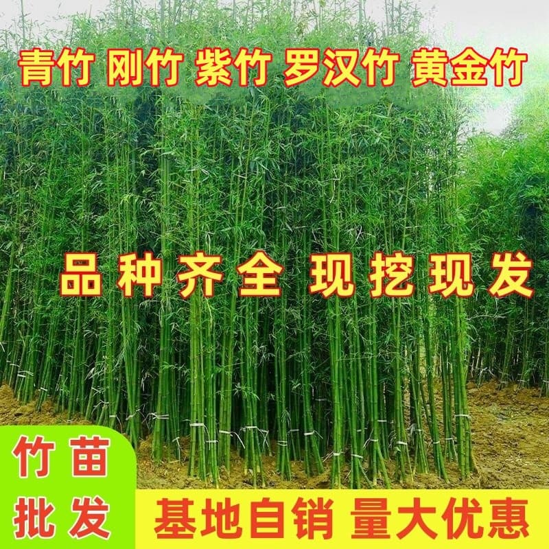 Bamboo seedlings courtyard all-season evergreen steel bamboo green bamboo purple bamboo Luohan bamboo seedlings northern outdoor cold-resistant wall saplings