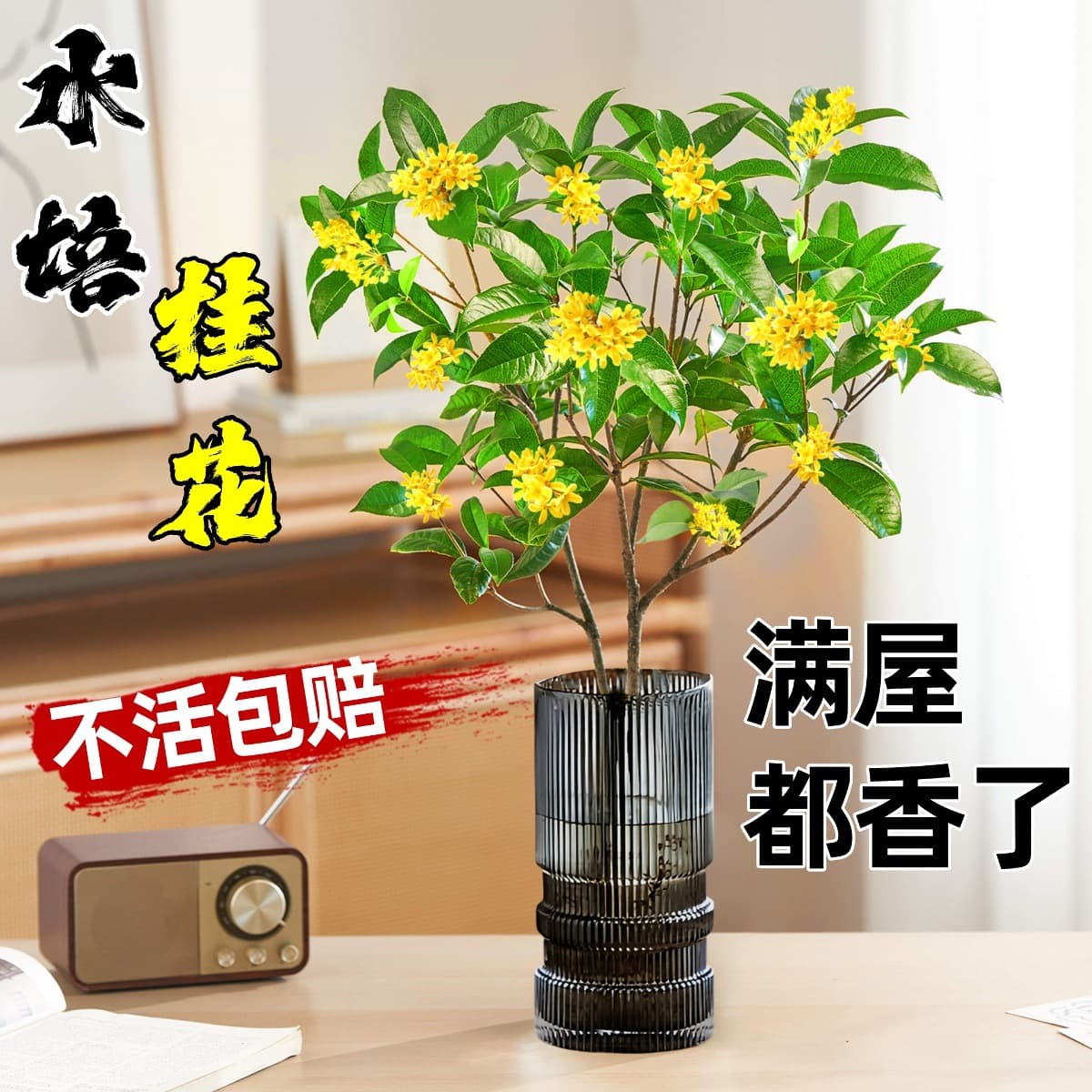 Hydroponic Osmanthus Potted Plants - With flower buds, strong fragrance, suitable for indoor or office desktop water culture, year-round blooming.