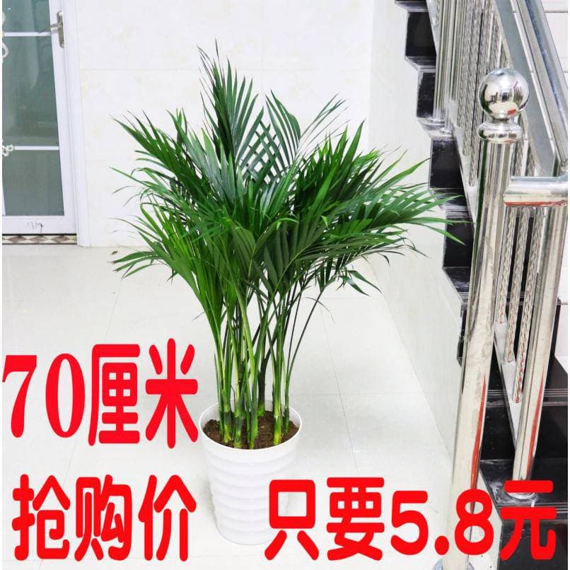 Areca Palm Potted Plant, Summer Hawaii Bamboo, Phoenix Tail Bamboo, Indoor Flower Green Plant, Pygmy Date Palm, Large Indoor Potted Plant