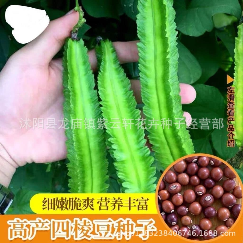 Four-Angled Bean Seeds, Winged Bean Seeds, Balcony Four-Season Vegetables, Four-Angled Bean Seeds, Vegetable Seeds