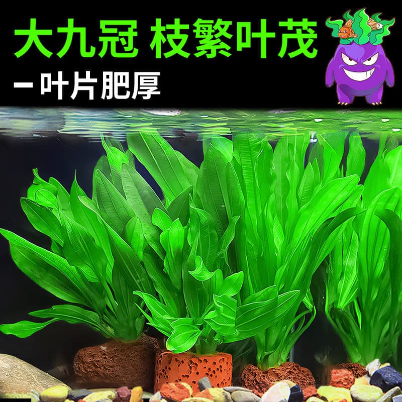 Aquatic Plants for Fish Tank Landscaping, Large Nine-Crown Aquatic Plants, Shade-Tolerant Hydroponic Plants, Water Quality Purification, Mini Nine-Crown Aquatic Plants