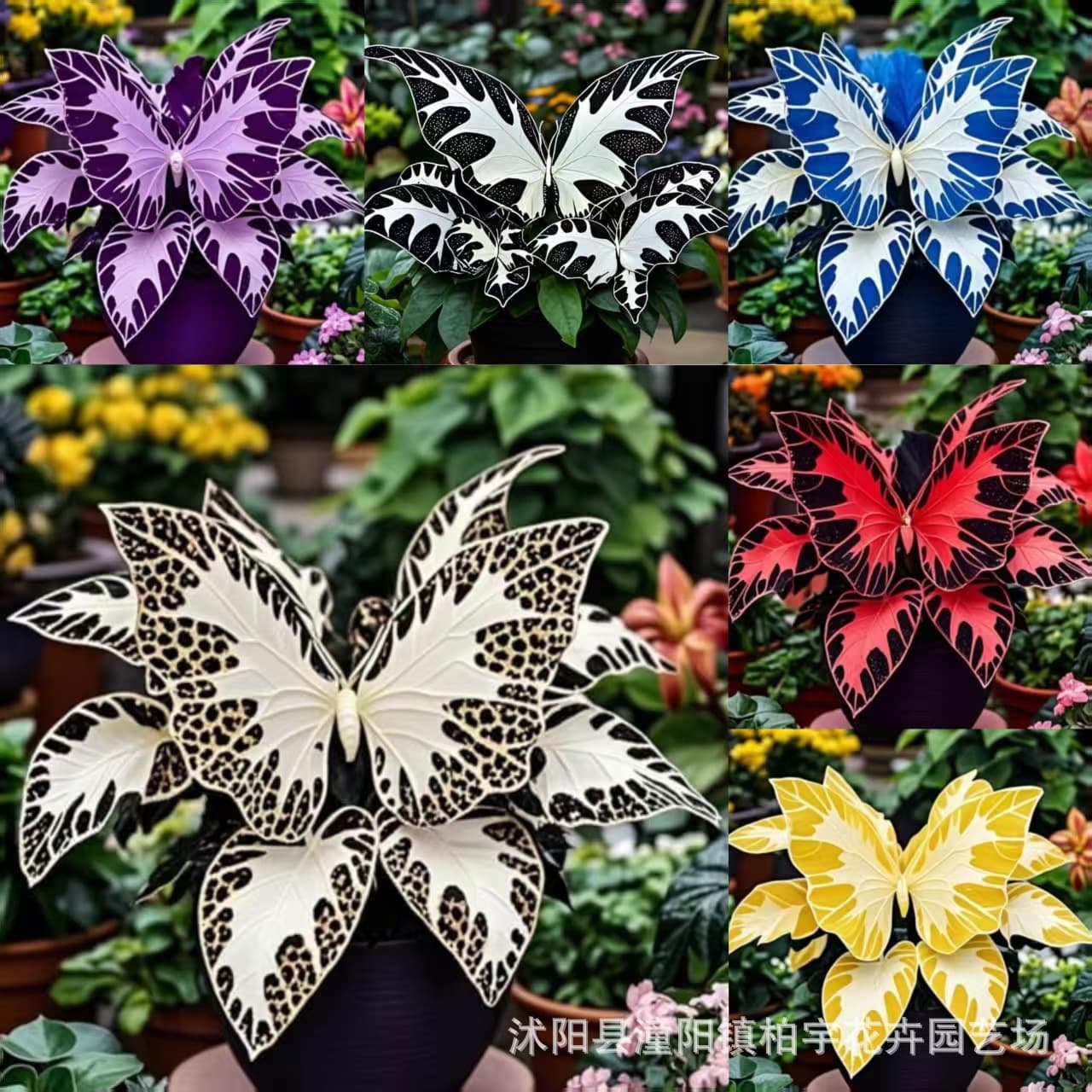 [Cross-border Supply] Butterfly Geranium Seeds, Garden Balcony Potted Flower Seeds, Drought-resistant, Foliage Plants