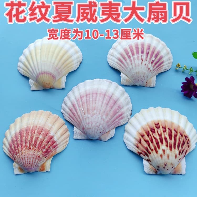 Natural Conch Shell Scallop Hawaiian Colored Scallop Micro Landscape Fish Tank Scene Decoration DIY Handmade
