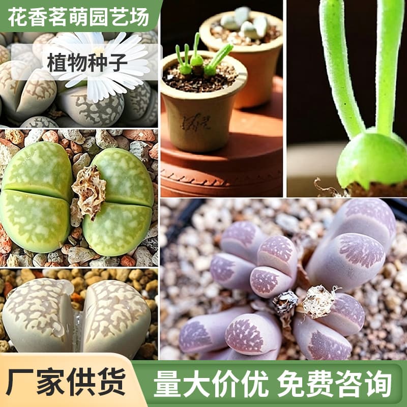 Succulent Plant Branch Apricot Little Rabbit Flower Seeds Living Stone Love Seeds Cute and Fun 100 Seeds
