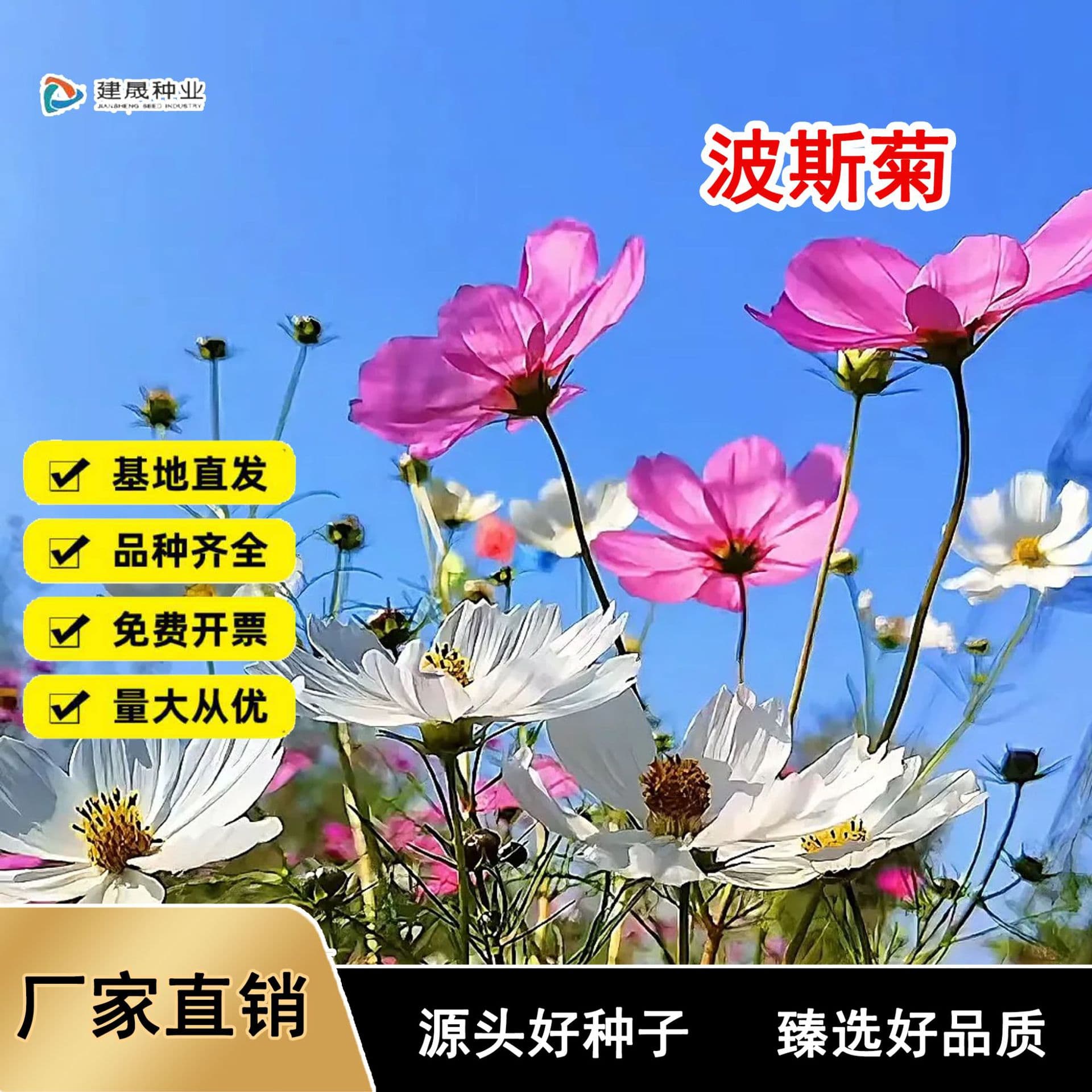 Cosmos seeds, garden cosmos, large-flowered cosmos, easy to grow in all seasons, flower seeds for courtyard and rural landscaping