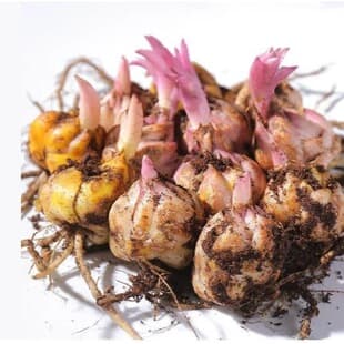 Wholesale Oriental Lily Bulbs with Sprouts, Four-Season Easy-Grow Seeds, Green Plant Bulb Flowers, Potted Lily