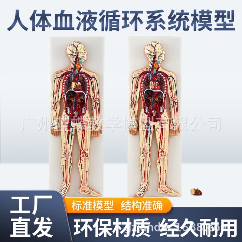 Medical Human Blood Circulation System Model Internal Organs Heart Blood Vessels Arteries Nervous System Anatomy Teaching Aid
