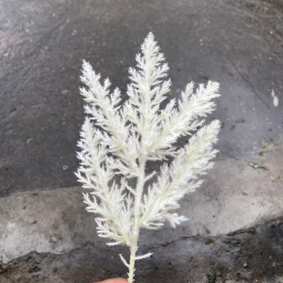 Simulated Flocked Sorghum Plastic Flocked Reed Plastic Forest Accessories Wedding Decoration Fake Flowers Simulated Plants
