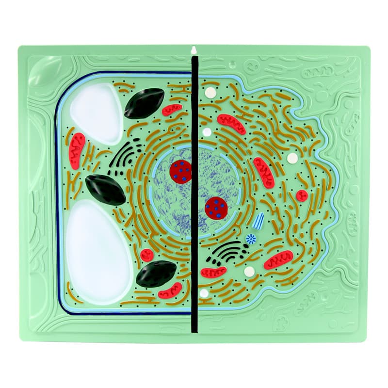 Qinghua Animal and Plant Cell Comparison Model - Junior and Senior High School Biology Teaching - Animal and Plant Cell Organ Anatomy Model