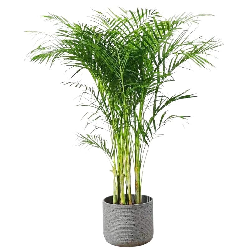 Areca Palm, Money Tree, Umbrella Plant, Fiddle Leaf Fig Potted Plants